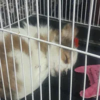 سگ.|سگ|تربت‌حیدریه, دیزقند|دیوار