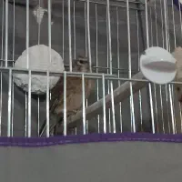 سینهسرخوگلبسر|پرنده|بافت, |دیوار