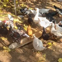 فرش اردک خارجی نر وماده . و مرغ و خروس