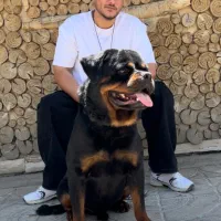 توله روتوایلر اروپایی سگ روتوایلر دلقکی رتوایلر|سگ|تهران, الهیه|دیوار