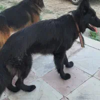 سگ ژرمن هفت تپه