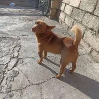 سگ خانگی ونگهبان کبوتر