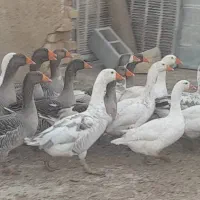 فروش غاز محلی