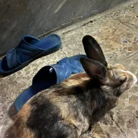 خرگوش زیرک و باهوش|موش و خرگوش|اهواز, فاز ۲ پادادشهر|دیوار