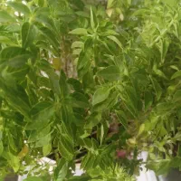 یونجه|خدمات باغبانی و درختکاری|خاو و میرآباد, |دیوار