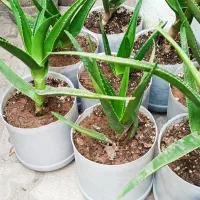 گلدان آلوئه ورا شاخ بزی