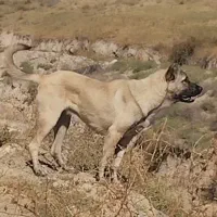 سگ ماده|سگ|مشگین شهر, |دیوار