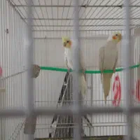 لوتینو  جفت عکس جفت گیری است و  نرها سیامون سخنگو|پرنده|مشهد, محمدآباد|دیوار