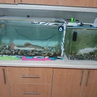 ماهی ردتیل و کوی بزرگ سایز 50سانتی