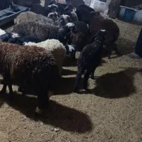 بره نر ماده سبک|حیوانات مزرعه|نورآباد, |دیوار