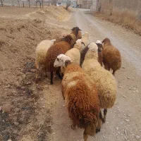 میش جوان شازند|حیوانات مزرعه|شازند, |دیوار