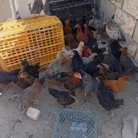 تیله محلی