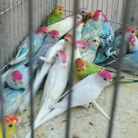 طوطی کوتوله و مرغ عشق مولد و دستی در رنگ های مختلف