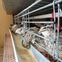 فروش بلدرچین