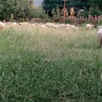 بره نر تالشی