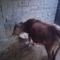 گاومحلی.ابستن