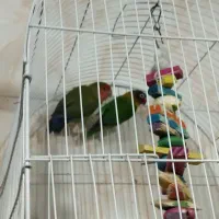 طوطی عروس مرغ عشق فنج سره قناری بخوان|پرنده|پاکدشت, پاکدشت (مامازند)|دیوار