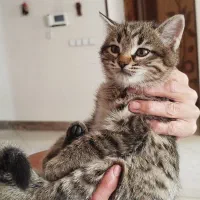 گربه بازیگوش دوست داشتنی|گربه|اصفهان, اشکاوند|دیوار