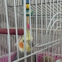 عروس هلندی نر|پرنده|پاکدشت, خاتون آباد|دیوار