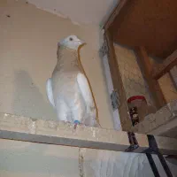 کبوتر زرد کاکلی