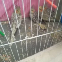 جوجه عروس هلندی