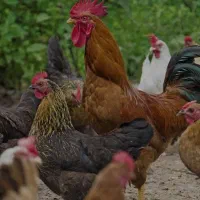 یه عدد مرغ گرفتم