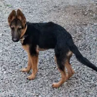 توله ۴ماهه گم شده. مژدگانی|سگ|بم, |دیوار