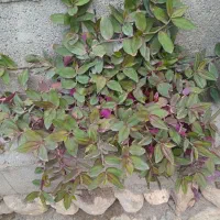 گل خانگی|گل و گیاه طبیعی|قره ضیاالدین, |دیوار