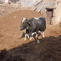 گاو شیری با گوساله نر