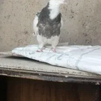 جوجه جوانه طوقی نر پاک امدی تخفیف هم داره