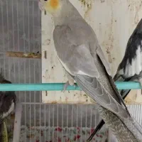 عروس هلندی
