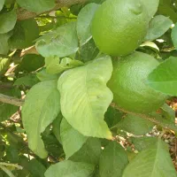 لیمو خارگی ( سنگی )