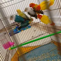 فیشر مولد و.تخم جوجه