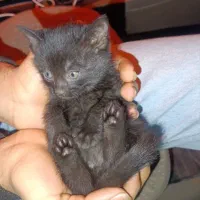 واگذاری گربه واکسن خورده