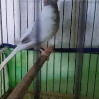 قناری|پرنده|بهار, |دیوار