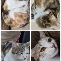 گربم گم شده