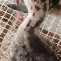 جوجه بوقلمون یکماهه