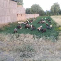 بره سبک جفتی ۶۰کیلو نر