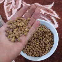 نخود اصلاح شده برای لپه