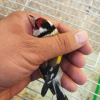 سهره چهارگل رسمی بروجرد|پرنده|مشهد, مشکینی (شهرک غرب)|دیوار