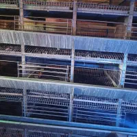 قفس مرغ تخم گذار