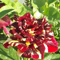 انجام کلیه خدمات باغبانی و گل کاری|خدمات باغبانی و درختکاری|اصفهان, ستار|دیوار