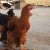 مرغ و خروس برهما اصل اصل|حیوانات مزرعه|اهواز, دغاغله|دیوار