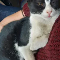 واگذاری گربه