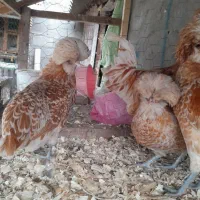 پولند بوف|حیوانات مزرعه|فومن, |دیوار