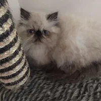 گربه پرشین کوچولو ابریشمی|گربه|تهران, الهیه|دیوار