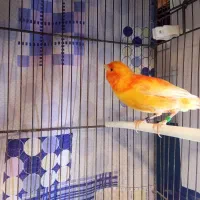 جفت قناری قرمز|پرنده|تبریز, |دیوار