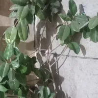 گل فیل گوش|گل و گیاه طبیعی|اسدآباد, |دیوار