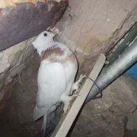 طوقی|پرنده|بردسکن, |دیوار