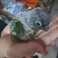 طوطی گیریچنگ جوجه